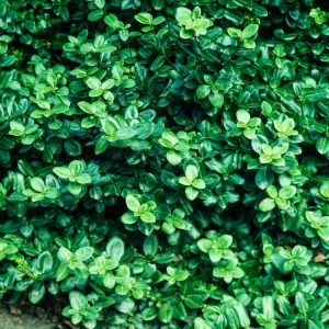 Euonymus fortunei 'Coloratus' displaying its dense, spreading foliage; vibrant green in summer, transitioning to rich reddish-purple in autumn and winter.