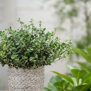 Vibrant Euonymus fortunei 'Emerald Gaiety' with glossy, dark green leaves edged in creamy-white, flushing pink in winter, forming a dense groundcover.
