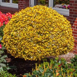 Vibrant Euonymus fortunei 'Emerald 'n' Gold' with striking evergreen foliage. Its glossy green leaves feature bright golden-yellow margins, creating a cheerful, spreading display.