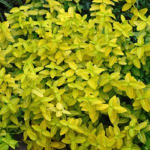 Euonymus fortunei Goldy, an evergreen shrub featuring striking dark green leaves with vibrant golden-yellow centres, creating a bright splash of colour.