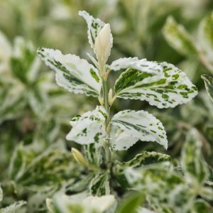 Vibrant Euonymus fortunei 'Harlequin' with creamy-white and green variegated leaves, flushed with pink, forming a dense, low-growing shrub.