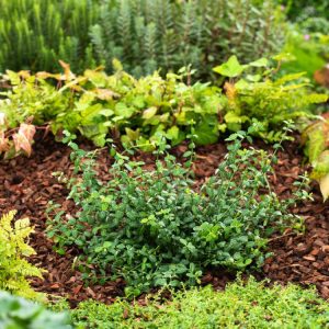 A dense, low-growing mat of Euonymus fortunei 'Minimus' with tiny, dark green, almost circular leaves, showing subtle bronze tints along the edges.