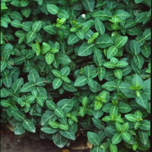 Euonymus fortunei radicans showcases dense, small, ovate evergreen leaves, often variegated with vibrant green centres and creamy-white margins, forming a lush, spreading groundcover.