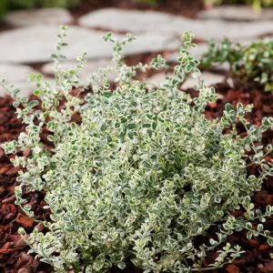 A dense carpet of Euonymus fortunei Silver Carpet, showcasing its distinctive silver-green leaves with creamy white margins, forming a lush ground cover.