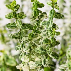 Euonymus fortunei 'Silverstone' showing its dense, evergreen foliage with deep green centres and striking silvery-white margins, providing year-round garden interest.