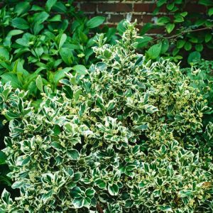 A vibrant Euonymus fortunei 'Silver Queen' plant, showcasing its distinctive dark green leaves with crisp, creamy-white, silver-edged margins, some displaying a pink blush.