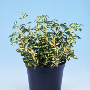 Close-up of Euonymus fortunei 'Sunspot' foliage, showcasing vibrant golden-yellow centres with deep green margins. The evergreen leaves are glossy and neatly arranged, creating a dense, colourful display.