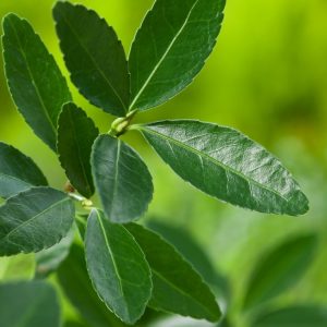 A dense, bushy specimen of Euonymus japonicus showcasing its glossy, dark green oval leaves. The evergreen foliage provides year-round colour and structure.