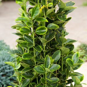 Euonymus japonicus 'Aureomarginatus' showcasing glossy, dark green leaves distinctively margined with bright golden yellow. A dense, upright evergreen shrub.