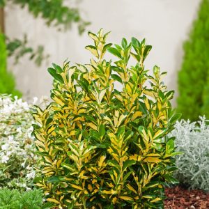 Euonymus japonicus 'Aureus' is a dense evergreen shrub, displaying glossy, oval leaves with vibrant golden-yellow margins against dark green centres.