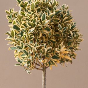 A dense, bushy Euonymus japonicus 'Bravo' shrub displaying lustrous, oval, deep green leaves with prominent, irregular creamy-yellow margins.