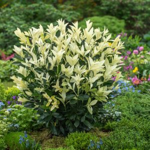 A vibrant Euonymus jap. Extravaganza shrub, displaying its lush green leaves with striking creamy-white variegated margins, in a dense, compact form.