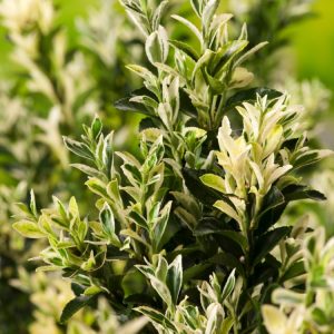 An upright, dense Euonymus japonicus 'Francien' shrub displaying vibrant green leaves with bright golden-yellow margins, providing year-round garden interest.