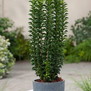 Euonymus japonicus 'Green Rocket' displaying its dense, upright column of glossy, dark green evergreen foliage, perfect for adding vertical interest to any garden.