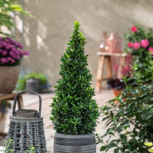 A dense, upright column of Euonymus japonicus 'Green Spire' with small, glossy, dark green oval leaves, showing its neat, architectural form.