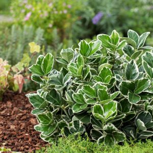 Euonymus japonicus 'Kathy' showcasing its dense, evergreen foliage with glossy, dark green leaves beautifully edged in creamy white. A vibrant, hardy shrub.