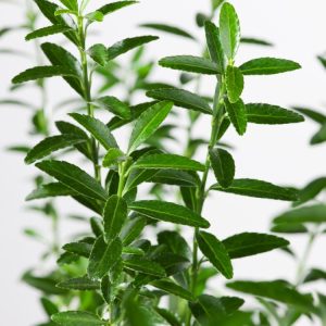 Dense, compact Euonymus japonicus 'Microphyllus Albovariegatus' with small, glossy, dark green leaves and distinctive creamy-white margins.