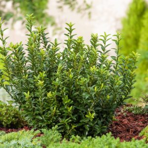 Dense, evergreen Euonymus japonicus 'Microphyllus' with small, glossy dark green leaves, forming a compact, neat shrub ideal for low hedging and topiary.