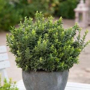 A dense, compact Euonymus japonicus 'Microphyllus Pulchellus' shrub with small, glossy, deep green leaves, forming a neat, round shape.