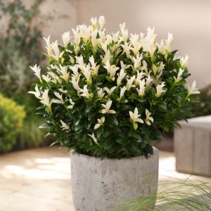 Vibrant Euonymus japonicus Paloma Blanca shrub displaying glossy green evergreen leaves with striking bright white new growth at its tips, creating a dynamic visual contrast.
