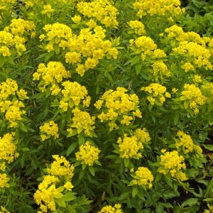 Vibrant clump of Euphorbia palustris with upright stems crowned by brilliant golden-yellow bracts and fresh green foliage, perfect for a moist garden border.