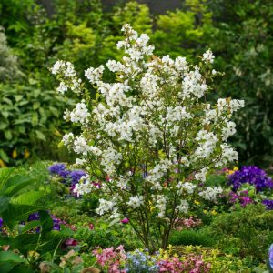 Exochorda racemosa Blushing Pearl, a charming deciduous shrub, flaunts abundant racemes of pure white, pearl-like flowers, subtly blushed pink, in spring.