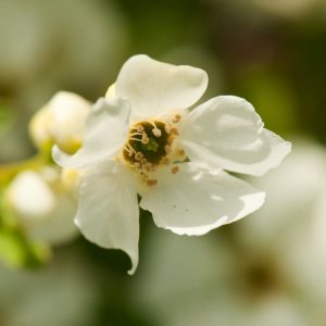 Exochorda racemosa 'Niagara' showcasing an abundance of pure white, pearl-like flowers cascading along its branches in spring, set against fresh green foliage.