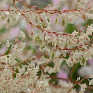 A vigorous Fallopia baldschuanica plant showcasing its dense, fresh green, heart-shaped leaves and numerous frothy panicles of small creamy-white flowers covering a structure.