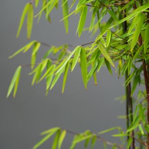 A magnificent clump of Fargesia 'Red Dragon' bamboo showcasing its distinctive reddish-brown new culms amongst lush, arching green evergreen foliage.