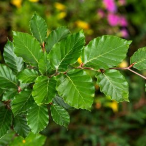 A magnificent Fagus sylvatica, or Common Beech, showcasing its smooth, silvery-grey bark and elegant oval green leaves. Its dense canopy offers dappled shade.