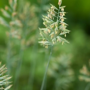 A vibrant clump of Festuca glauca 'Elijah Blue', showcasing its intense silvery-blue, needle-like foliage with upright, wheat-like flower spikes.