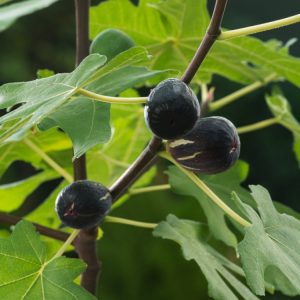 A lush Ficus carica 'Brown Turkey' fig tree showcasing its large, deeply lobed green leaves and several ripening, purplish-brown figs hanging from its branches.