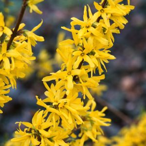 Forsythia intermedia 'Lynwood' displaying a profusion of bright golden-yellow, bell-shaped flowers densely covering its bare, arching branches in early spring.