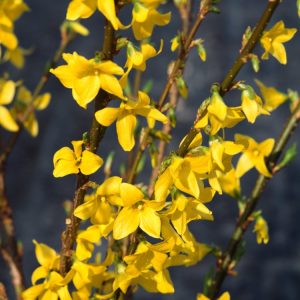 Forsythia intermedia Minigold, a compact shrub adorned with a profusion of bright yellow, bell-shaped flowers covering its bare stems in early spring. Lush green foliage follows the blooms.