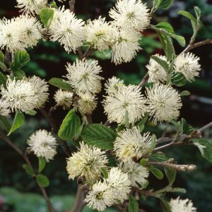 Fothergilla major displaying its white bottlebrush flowers in spring and vibrant autumn leaves in shades of red, orange, and yellow for seasonal beauty.