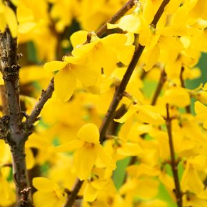 A compact Forsythia Marée d'Or shrub with a dense profusion of bright golden-yellow, bell-shaped flowers covering its bare branches in early spring.
