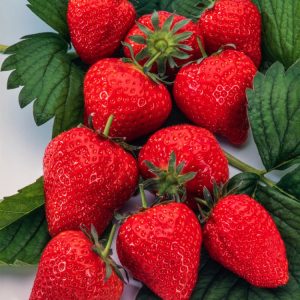 Close-up of vibrant red Fragaria ananassa 'Elsanta' strawberries ripening amongst lush green foliage, showcasing their classic conical shape and glossy skin.