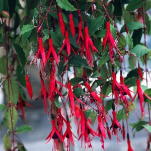 Fuchsia magellanica gracilis plant with its distinctive slender red sepals and deep purple petals, forming bell-shaped flowers amongst fresh green ovate leaves.