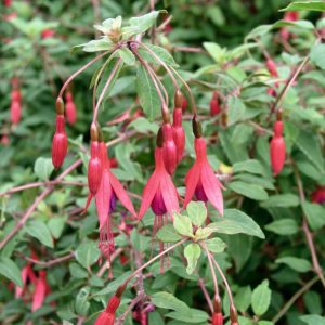 A vigorous Fuchsia 'Riccartonii' plant displaying many small, single flowers with bright crimson sepals and rich purple petals, against dark green leaves.