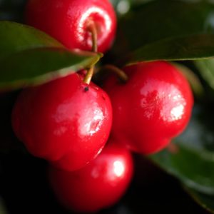 A close-up of Gaultheria procumbens showing its glossy, dark green evergreen leaves and bright red, spherical berries nestled amongst the foliage.