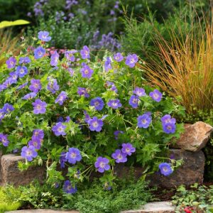 Geranium Bloom Me Away displaying a profusion of vibrant, cup-shaped flowers in shades of pink, set against its distinctive green, lobed foliage.