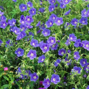 Vibrant Geranium 'Brookside' showcasing numerous deep blue-violet, cup-shaped flowers with delicate dark veins and lush, deeply lobed green foliage.