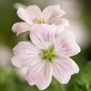A vibrant Geranium Dreamland plant featuring numerous delicate, saucer-shaped pink flowers with darker veins and attractive deeply lobed green foliage.
