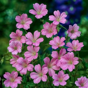 Geranium endressii, or Endres' Cranesbill, displays abundant soft pink, saucer-shaped flowers with delicate veining among its deeply lobed green leaves.