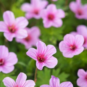 A vibrant Geranium 'Light Dilys' plant displaying numerous cup-shaped, bright pink-purple flowers with prominent dark veins and deeply lobed green foliage, creating a dense, colourful mound.