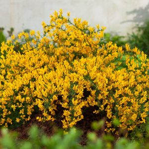 Genista lydia, or Lydia Broom, showcasing its profusion of bright golden-yellow, pea-like flowers along gracefully arching stems.