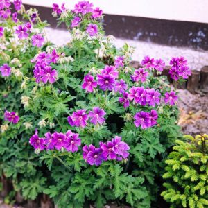 A vibrant Geranium magnificum plant, showcasing its striking purple-blue flowers with darker veins and deeply lobed, mid-green foliage, ready for planting.