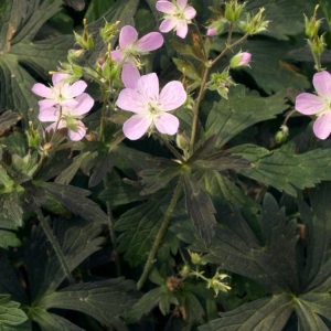 Geranium maculatum 'Espresso' shows striking dark bronze-purple foliage and delicate pale lavender-pink cup-shaped flowers.