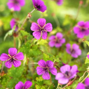 Geranium 'Pink Penny' displaying abundant bright pink, saucer-shaped flowers with subtle darker centres. Lush, deeply lobed green foliage forms a vibrant, mounding perennial.