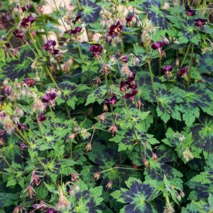 Close-up of Geranium phaeum 'Samobor' showing its distinctive dark maroon-purple, reflexed flowers with white bases and mottled green leaves.